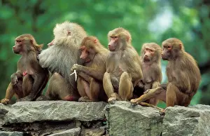 Harem: Hamadryas BABOONS - group sitting on rocks, male with harem