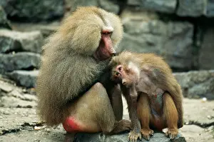 Lice: Hamadryas BABOONS - male grooming / delousing female