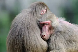 Napping: Hamadryas Baboons (Papio hamadryas)