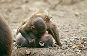 Wrestling: HAMADRYAS BABOONS - x two, play fighting