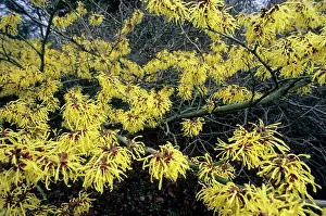Arboretum: Hamamelis - in garden Arboretum