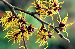 Hamamelis: Hamamelis - in spring