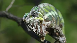 Lips: ?hameleon sits on a tree branch, licks his lips