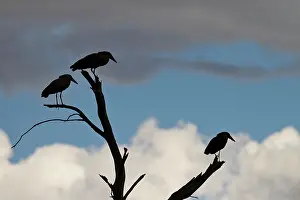 Hamerkop: Hamerkop