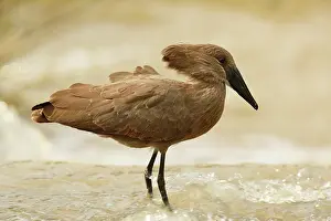 Hamerkop: Hamerkop