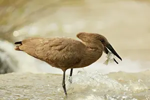 Hamerkop: Hamerkop