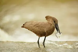 Hamerkop: Hamerkop