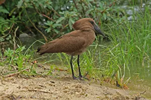 Hamerkop: Hamerkop