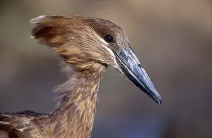 Hamerkop: Hamerkop - Close up of head and face