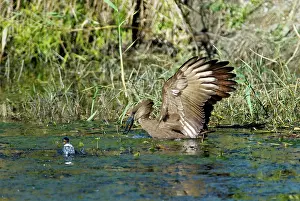 Hamerkop: Hamerkop fishing