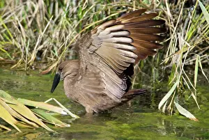 Hamerkop: Hamerkop fishing