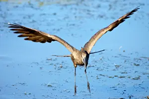 Hamerkop: Hamerkop in flight