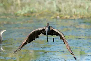Hamerkop: Hamerkop in flight