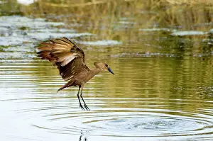 Hamerkop: Hamerkop in flight