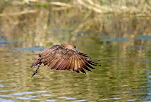 Hamerkop: Hamerkop in flight