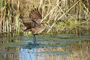 Hamerkop: Hamerkop in flight