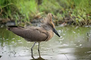 Backwaters: Hamerkop or lightning bird, (Scopus umbretta). Botswana