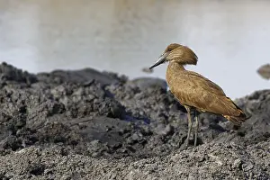 210519: Hamerkop (Scopus umbretta), on muddy ground at a