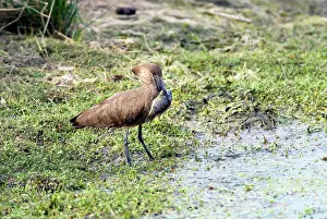 Tilapia: Hamerkop with tilapia fish