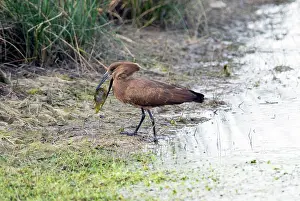 Tilapia: Hamerkop with tilapia fish