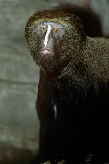 Guenon: Hamlyn's Guenon / Owl-faced Monkey