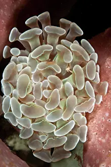 Euphyllia: Hammer Coral