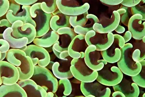 Arty: Hammer Coral
