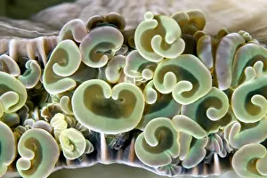 Ancora: Hammer Coral / Anchor Coral
