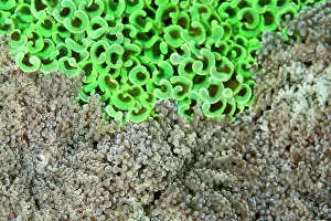 Ancora: Hammer Coral - with Frogspawn Coral (Euphyllia divisa)