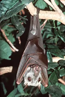 Nose: HAMMER-HEADED FRUIT BAT - Hanging from branch