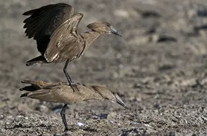 Ciconiiformes: Hammerhead (Scopus umbretta)