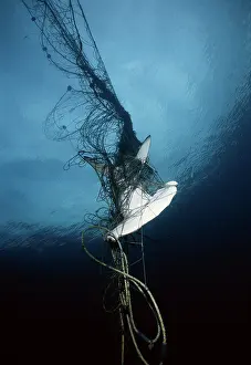 Kidney: Hammerhead Shark Drowned by Net