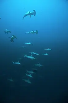 Sphyrna: Hammerhead sharks swimming near a reef archipelago
