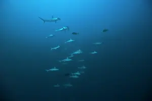 Sphyrna: Hammerhead sharks swimming near a reef archipelago