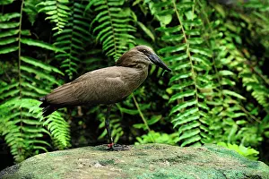 Umbretta: Hammerkop