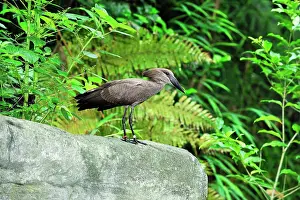Umbretta: Hammerkop