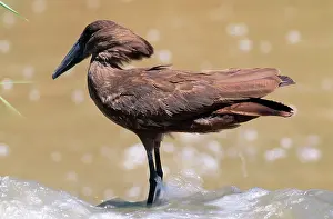 Umbretta: Hammerkop
