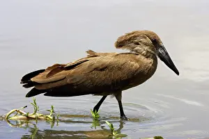 Umbretta: Hammerkop