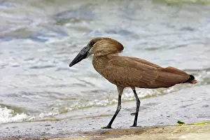 Umbretta: Hammerkop