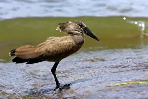 Umbretta: Hammerkop