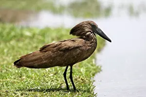Umbretta: Hammerkop