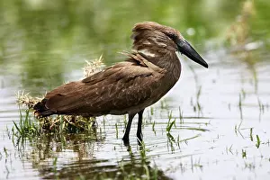 Umbretta: Hammerkop