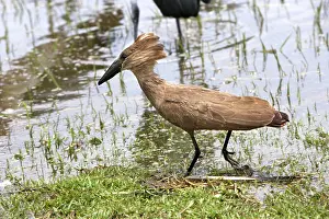 Umbretta: Hammerkop