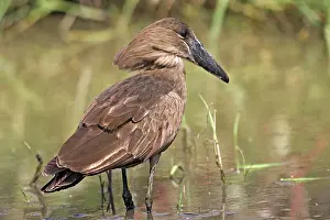 Umbretta: Hammerkop