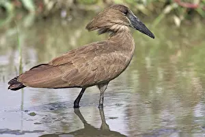 Umbretta: Hammerkop