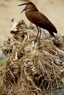 Hamerkop: Hammerkop