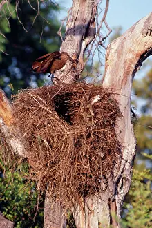 Umbretta: Hammerkop - building nest