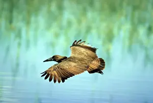 Hammerkops: HAMMERKOP - IN FLIGHT