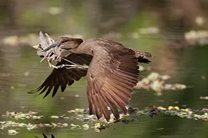 Umbretta: Hammerkop in flight carrying nesting material