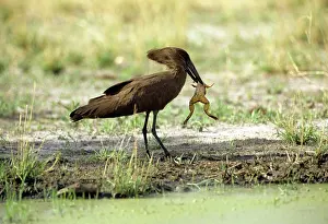 Umbretta: Hammerkop - with Frog